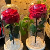 Preserved Eternal Roses